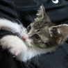 人懐っこい子猫です サムネイル4
