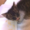 人懐っこい子猫です サムネイル5