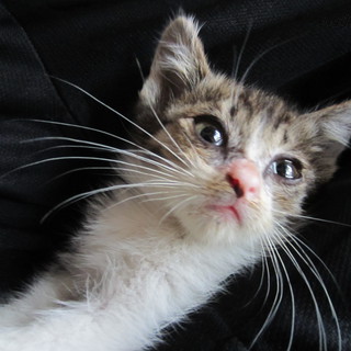 人懐っこい子猫です