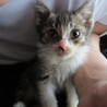 人懐っこい子猫です サムネイル2