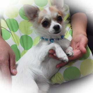 チワワ　ホワイト＆クリーム　♂　里親様募集