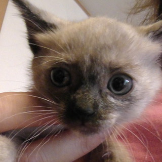 産まれて1か月なんちゃってシャム