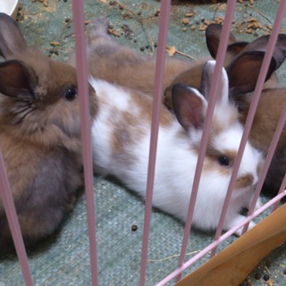 里親様募集＊７/9一時募集停止