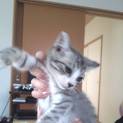 子猫可愛がって下さる方(ユズ♂)