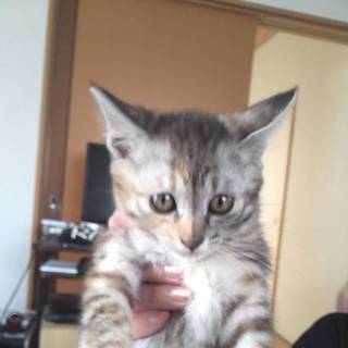 子猫可愛がって下さる方(あんず♀)