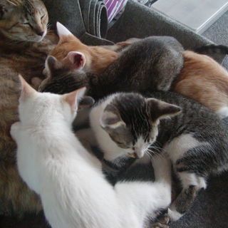 子猫3匹、代理募集です。お願いします