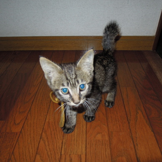かわいく元気な子猫です