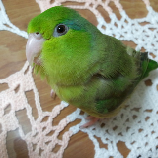 里親見つかりました！！ありがとうございました