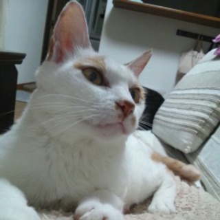 一旦募集を停止します