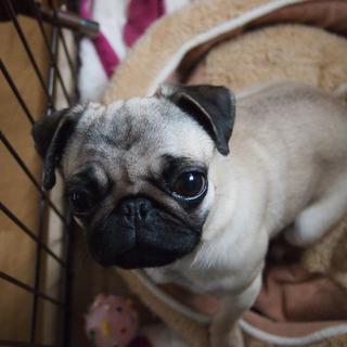 人なつこいパグの女の子
