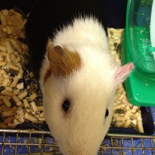 里親募集しています