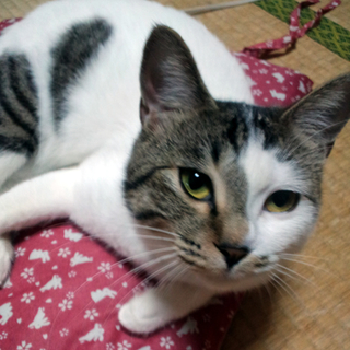 とても人なつっこい甘えん坊です