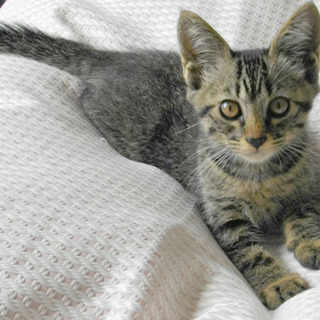 子猫の里親になってください！
