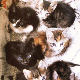 三毛猫メス 白黒オス 約」神奈川県 - 猫の里親募集(4211) :: ペット