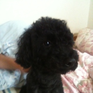 人懐っこいパン