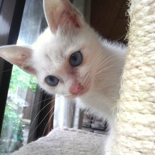 ありがとうございました