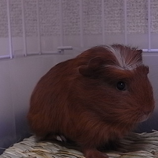 モルモットの里親募集