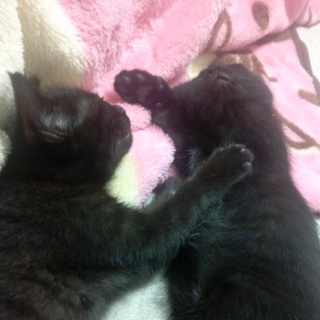 元気で人懐っこいですよ(^o^)/