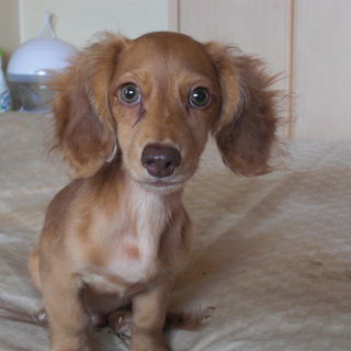 有り難うございました