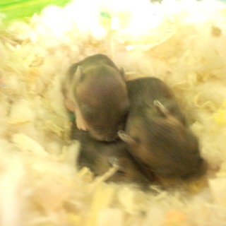 ブルーサファイア里親募集