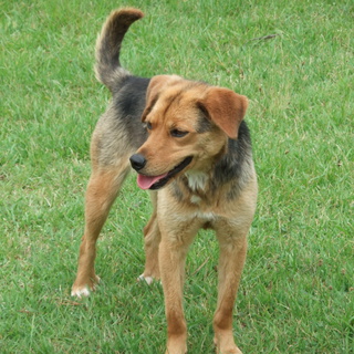 緊急募集！！ビーグルMIXの女の子