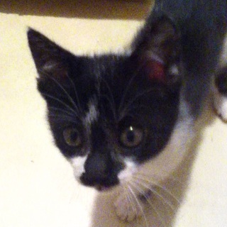 やんちゃな子猫の里親募集します(｀・ω・´)