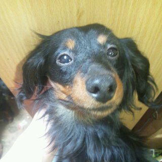 ダックスの里親募集