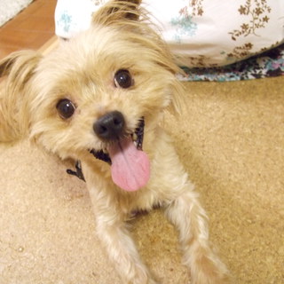 緊急募集☆チワワとヨークシャテリアミックス