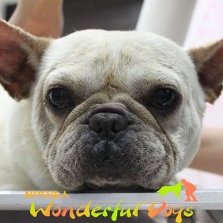 [これから]を沢山一緒に！「花沢さん」フレンチ・ブルドッグ　推定5～6歳♀