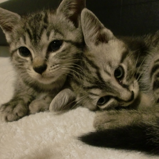 可愛がってくださる方、探しています。