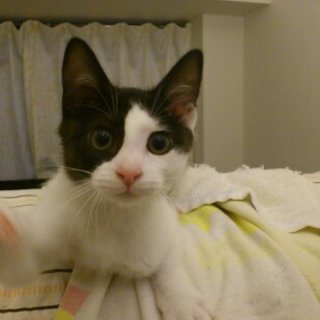 子猫　２ヶ月半くらい