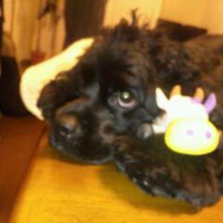 二歳の元気なアメリカンコッカーです！！