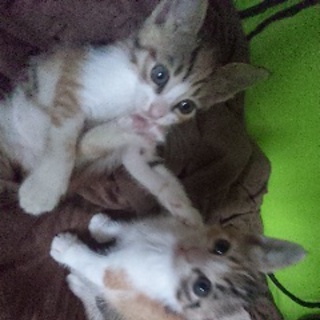 ＊甘えん坊３姉妹＊里親募集＊