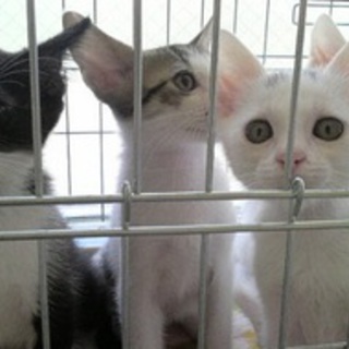 多頭崩壊４０頭中２７頭の子猫（白黒猫・黒猫）