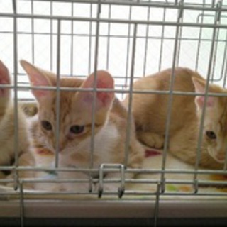 多頭崩壊４０頭中２７頭の子猫（茶トラ・茶白）