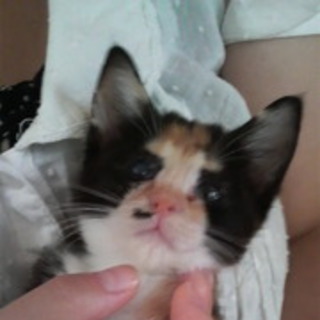 多頭崩壊４０頭中２７頭の子猫（白猫・三毛猫）