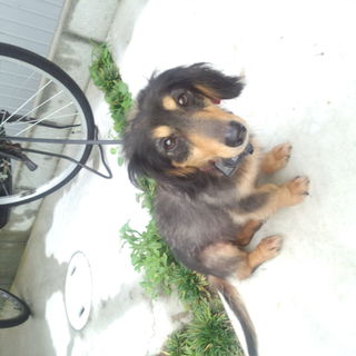 新しい家族を募集しています！