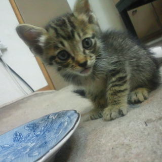 好奇心旺盛な雉猫です