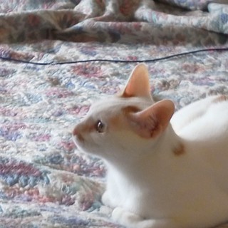 茶白の女の子たまちゃん