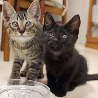 とら・くろの里親になってください