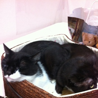 とても気の優しい猫です。