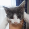 子猫貰って下さい サムネイル2