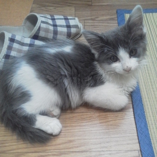 子猫貰って下さい