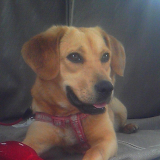 中型雑種のラブみたいな子