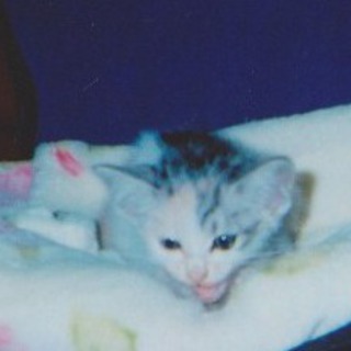 生後２ヶ月の三毛メス猫里親募集！