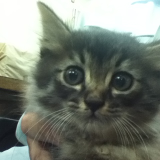 里親さまが決まりました☆沢山の問合せありがとうございました。