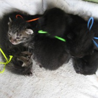 子猫の里親募集！