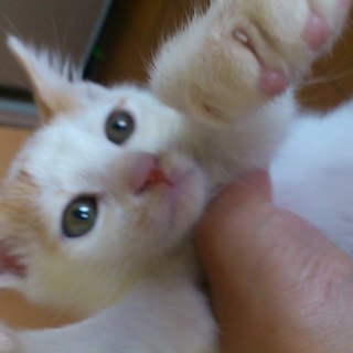 かわいい元気な子猫ちゃん☆