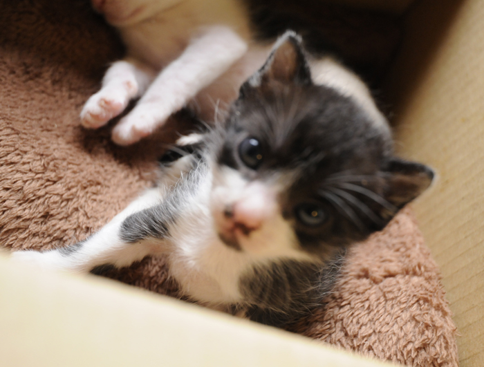 白黒の女の子です。 サムネイル2