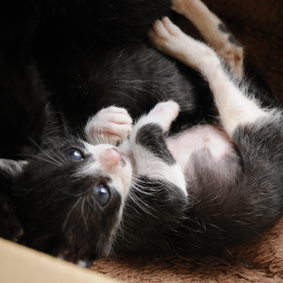 白黒の女の子です。